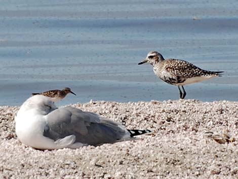 Black-bellied Plover (Pluvialis squatarola)