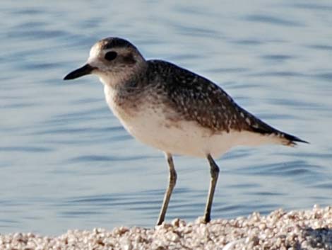 Black-bellied Plover (Pluvialis squatarola)