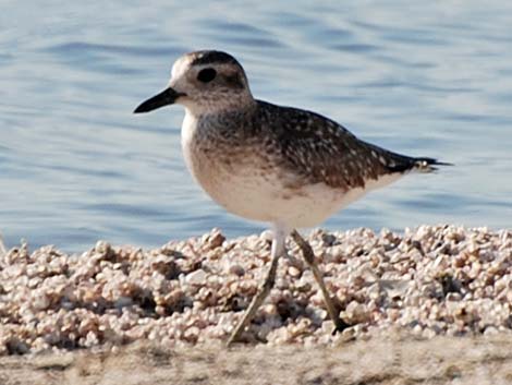 Black-bellied Plover (Pluvialis squatarola)