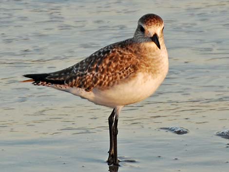 Black-bellied Plover (Pluvialis squatarola)