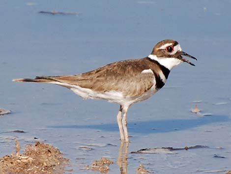 Killdeer (Charadrius vociferus)