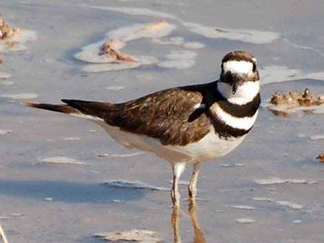 Killdeer (Charadrius vociferus)