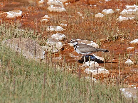 Killdeer (Charadrius vociferus)