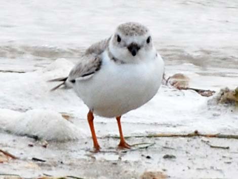 Piping Plover (Charadrius melodus)