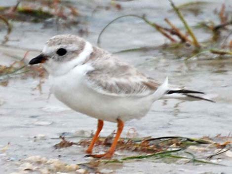 Piping Plover (Charadrius melodus)