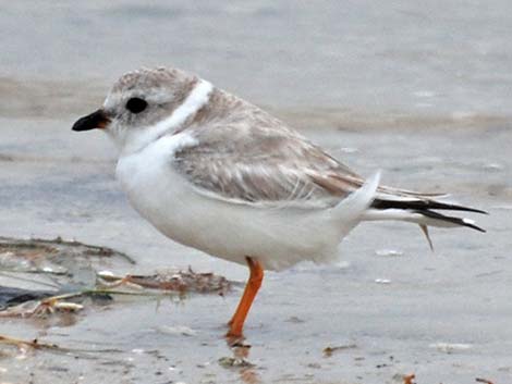 Piping Plover (Charadrius melodus)