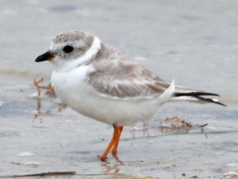 Piping Plover (Charadrius melodus)