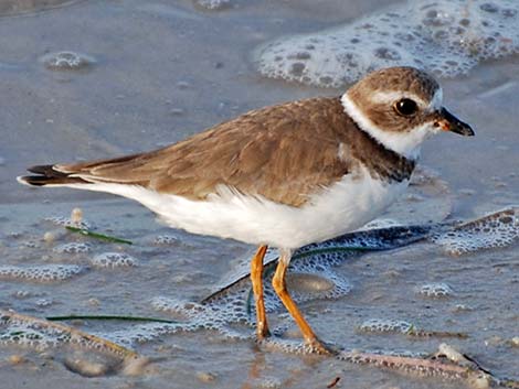 Semipalmated Plover (Charadrius semipalmatus)