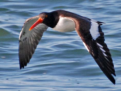 American Oystercatcher (Haematopus palliatus)