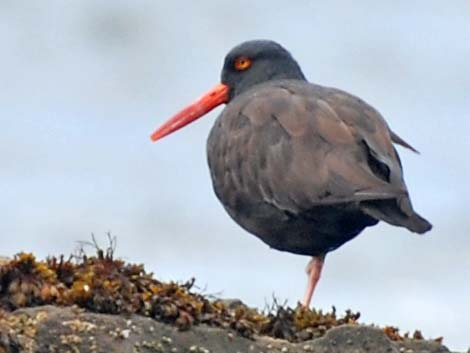 Black Oystercatcher (Haematopus bachmani)