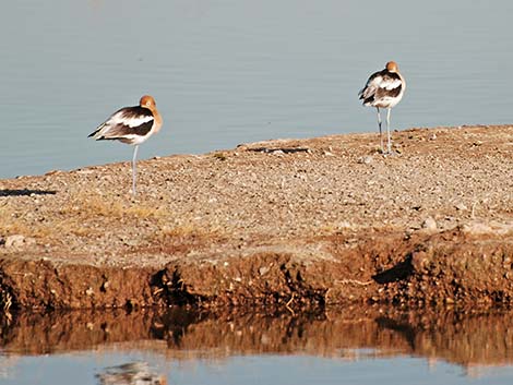 American Avocet (Recurvirostra americana)