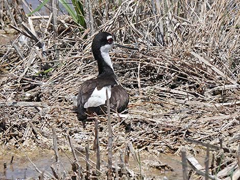 Black-necked Stilt (Himantopus mexicanus)