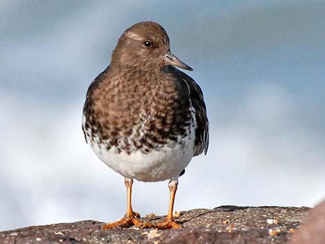 Black Turnstone (Arenaria melanocephala)