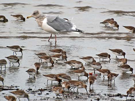 Dunlin (Calidris alpina)