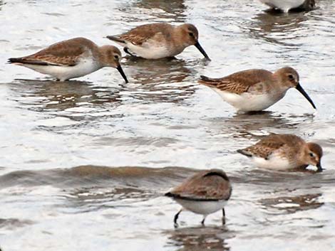 Dunlin (Calidris alpina)