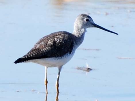 Greater Yellowlegs (Tringa melanoleuca)