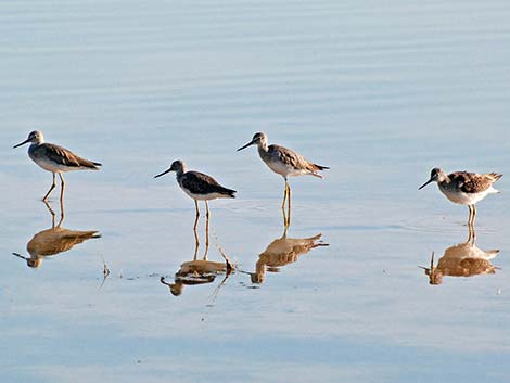 Greater Yellowlegs (Tringa melanoleuca)