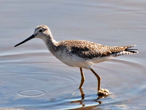 Greater Yellowlegs (Tringa melanoleuca)