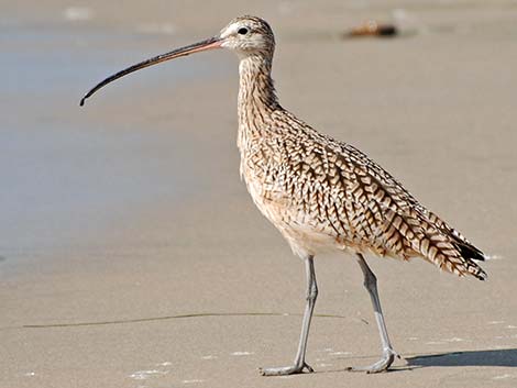 Long-billed Curlew (Numenius americanus)