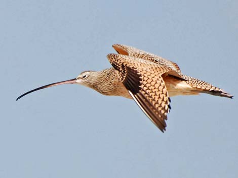 Long-billed Curlew (Numenius americanus)