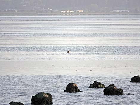 Long-billed Curlew (Numenius americanus)