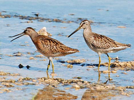 Long-billed Dowitcher (Limnodromus scolopaceus)