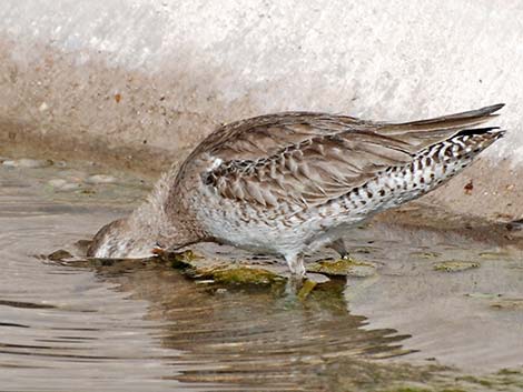 Long-billed Dowitcher (Limnodromus scolopaceus)