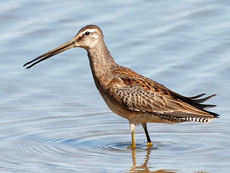 Long-billed Dowitcher (Limnodromus scolopaceus)