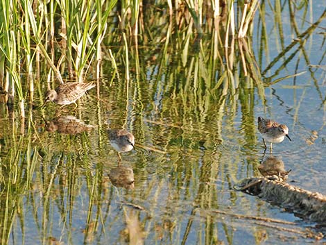 Least Sandpiper (Calidris minutilla)