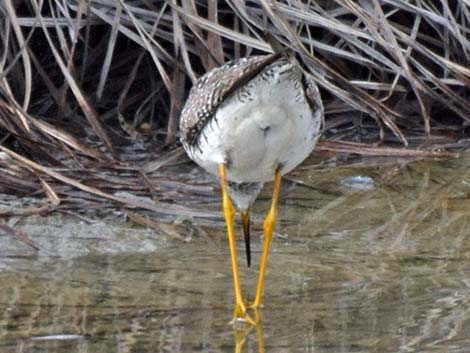 Lesser Yellowlegs (Tringa flavipes)