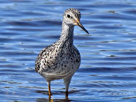 Lesser Yellowlegs (Tringa flavipes)