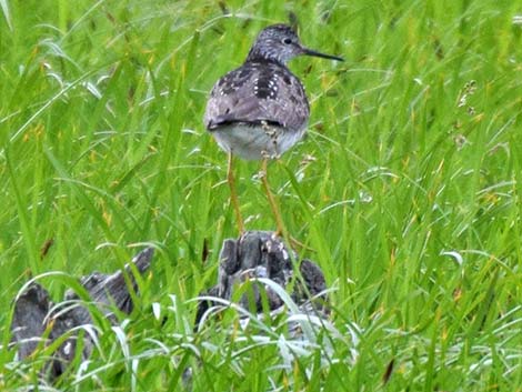 Lesser Yellowlegs (Tringa flavipes)