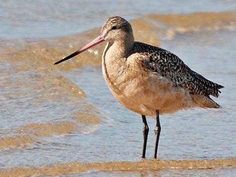 Marbled Godwit (Limosa fedoa)