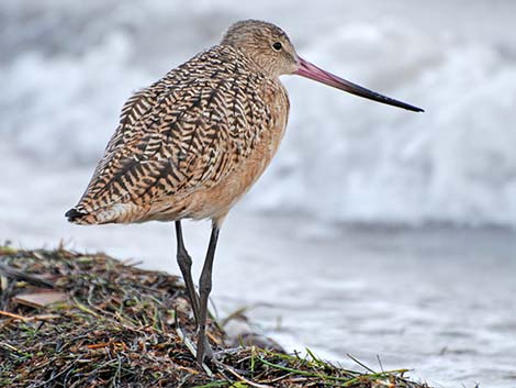 Marbled Godwit (Limosa fedoa)