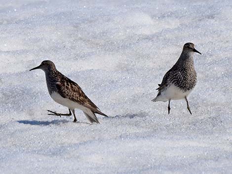 Pectoral Sandpiper (Calidris melanotos)