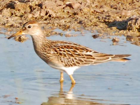 Pectoral Sandpiper (Calidris melanotos)