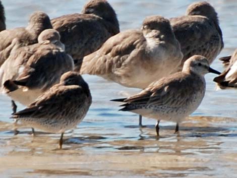 Red Knot (Calidris canutus)