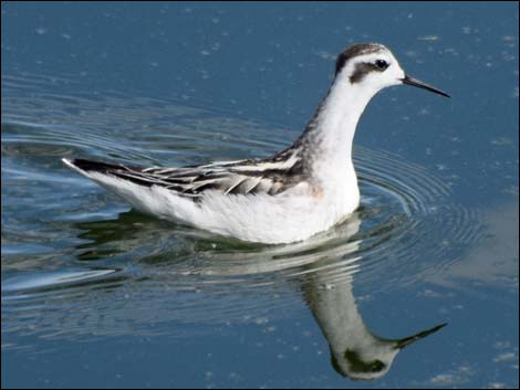 Red-necked Phalarope (Phalaropus lobatus)