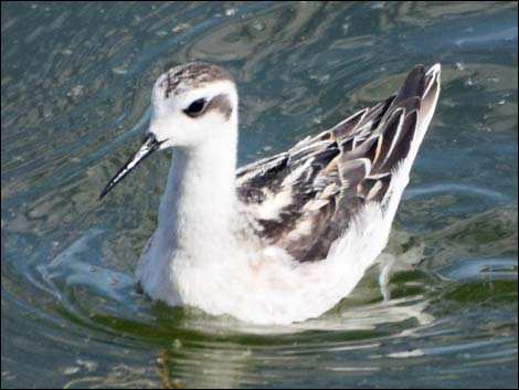 Red-necked Phalarope (Phalaropus lobatus)