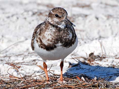 Ruddy Turnstone (Arenaria interpres)