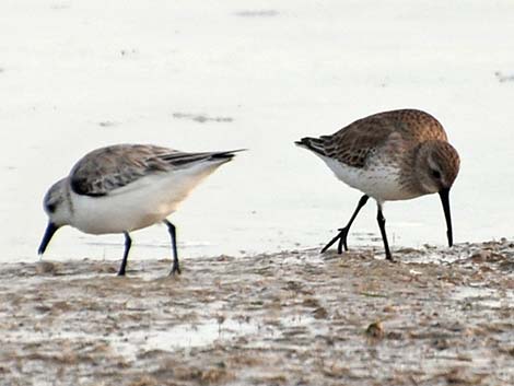 Sanderling (Calidris alba)