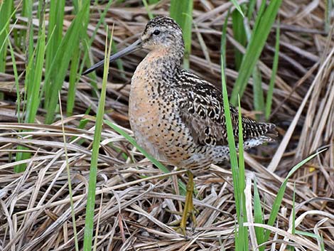 Short-billed Dowitcher (Limnodromus griseus)