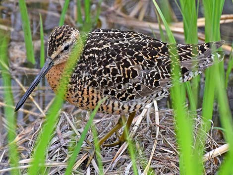 Short-billed Dowitcher (Limnodromus griseus)