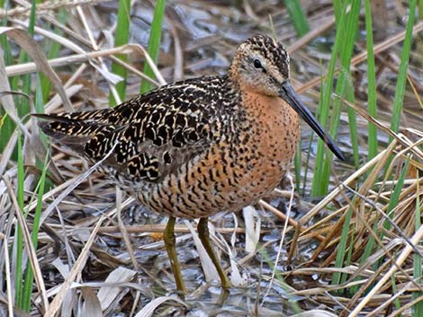 Short-billed Dowitcher (Limnodromus griseus)