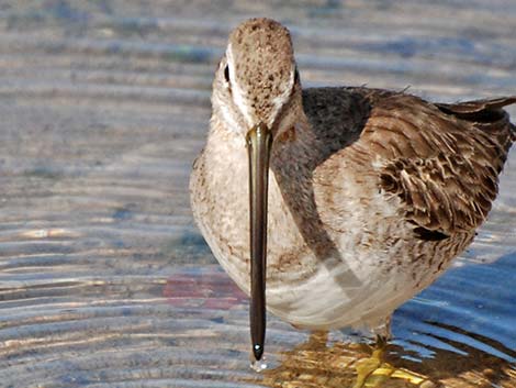 Short-billed Dowitcher (Limnodromus griseus)