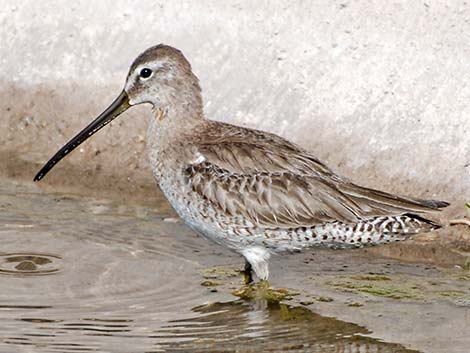 Short-billed Dowitcher (Limnodromus griseus)