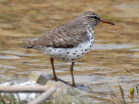 Spotted Sandpiper (Actitis macularius)