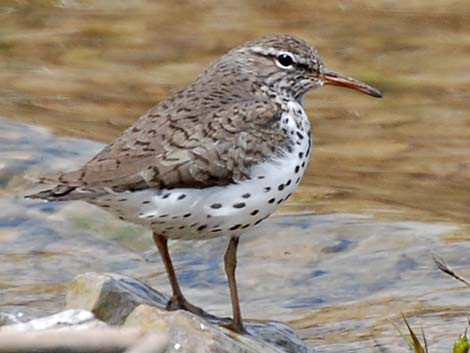 Spotted Sandpiper (Actitis macularius)