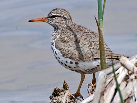 Spotted Sandpiper (Actitis macularius)