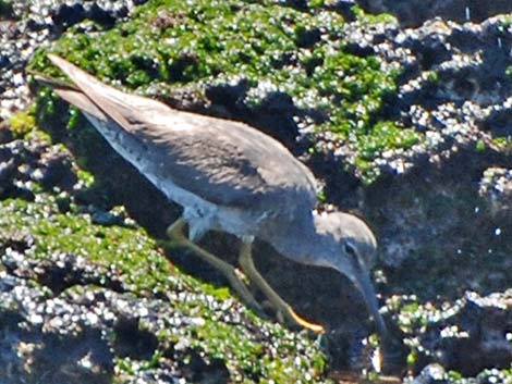 Wandering Tattler (Heteroscelus incanus)